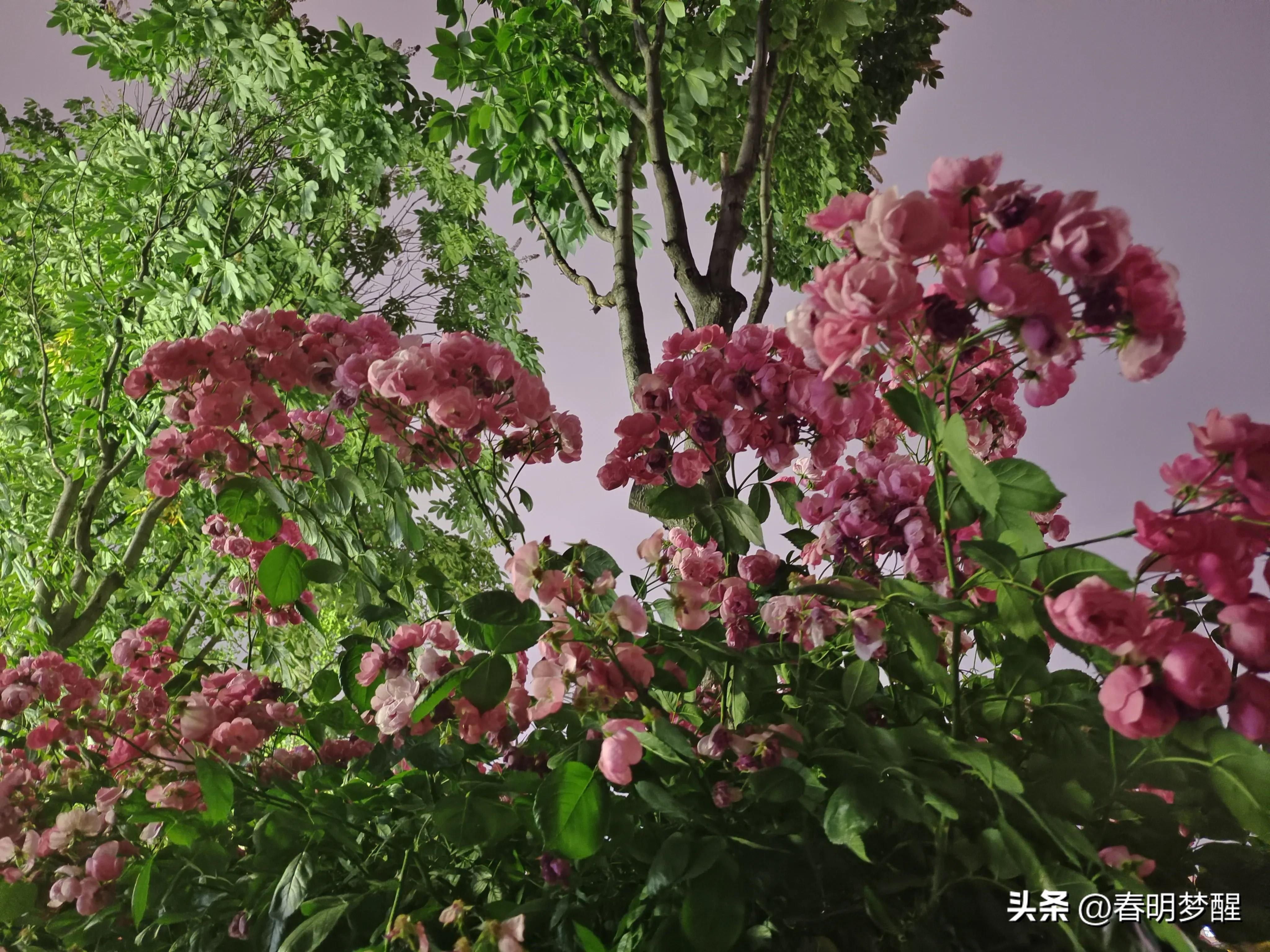 蔷薇花抒情散文,蔷薇花开抒情歌曲