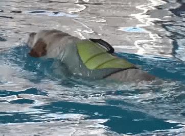 又馋又懒的狗,又馋又挑食的狗