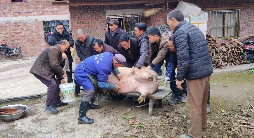 吃刨汤用哪块肉,吃刨猪汤的意义