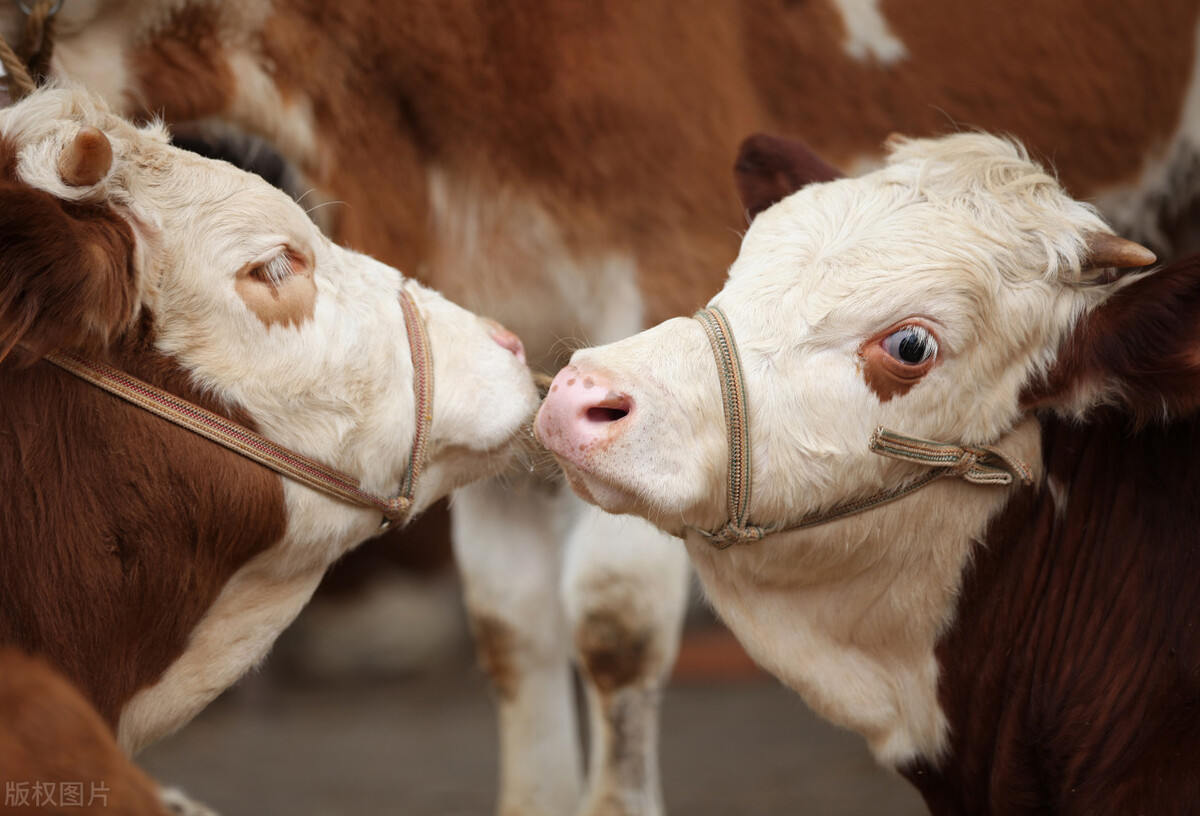 牛长得太慢,牛长膘慢怎么办