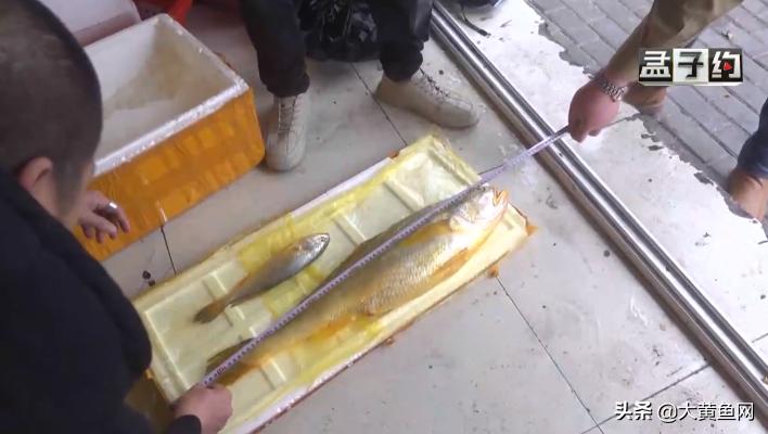 野生大黄鱼为什么这么贵,野生大黄鱼和野生小黄鱼哪个贵