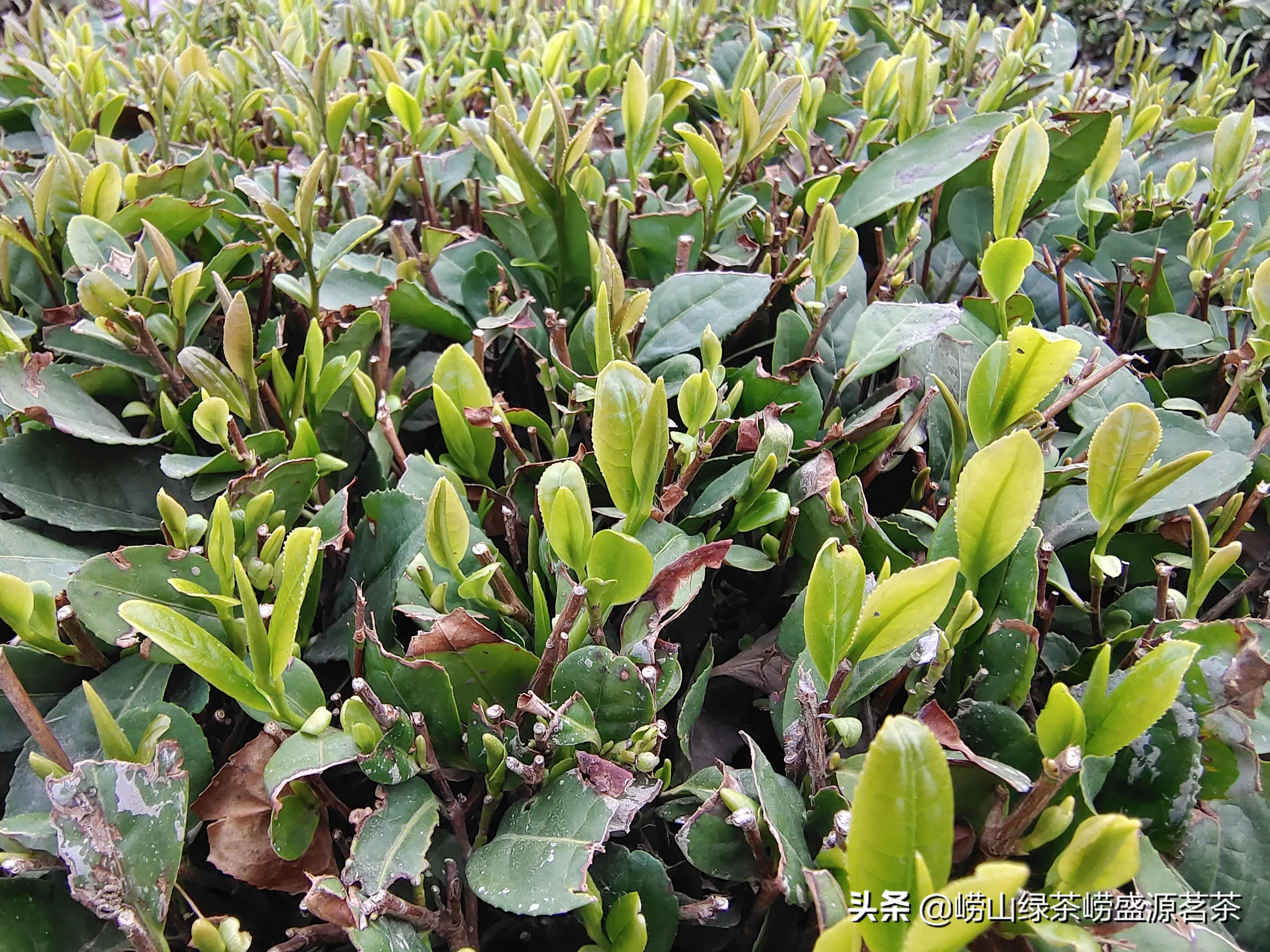 青岛崂山真正的崂山茶绿茶,崂山茶和日照绿茶哪家好