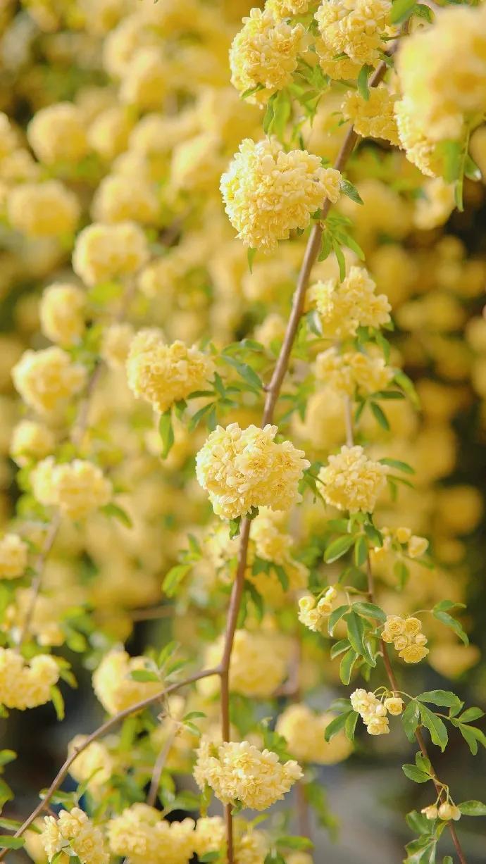 黄色碎花壁纸,白色郁金香花田壁纸
