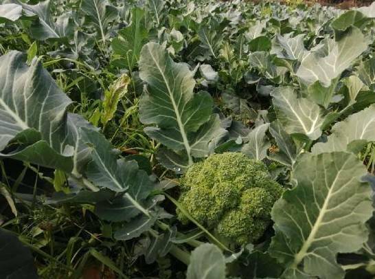 自己培育西兰花种子打破国外垄断,西兰花种子垄断