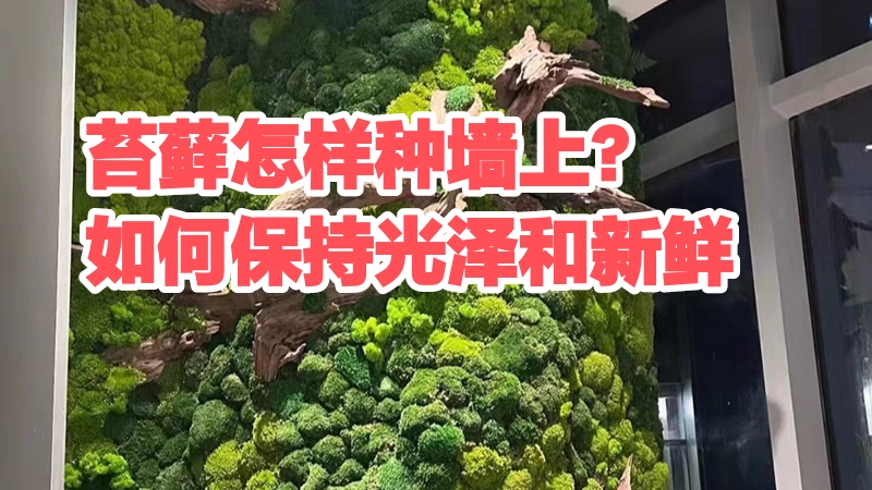 墙上的苔藓弄回来怎么养,院子种苔藓用什么苔藓
