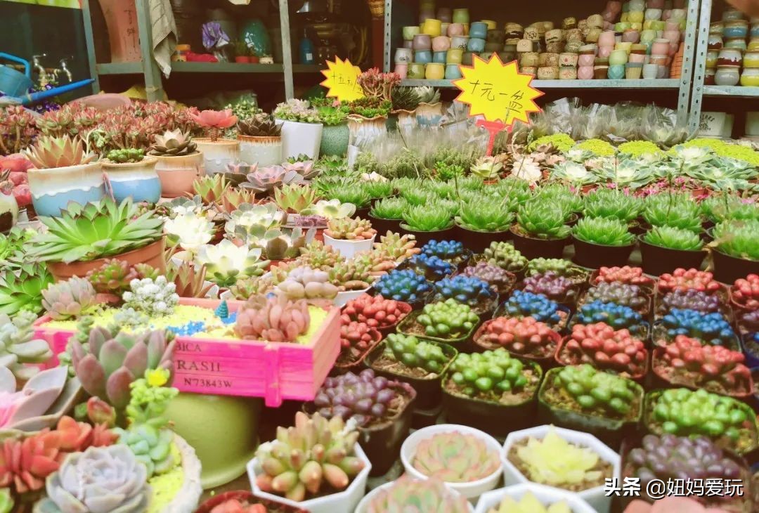 济南市市中区花鸟鱼虫市场在哪里,济南凤凰山花鸟鱼虫市场