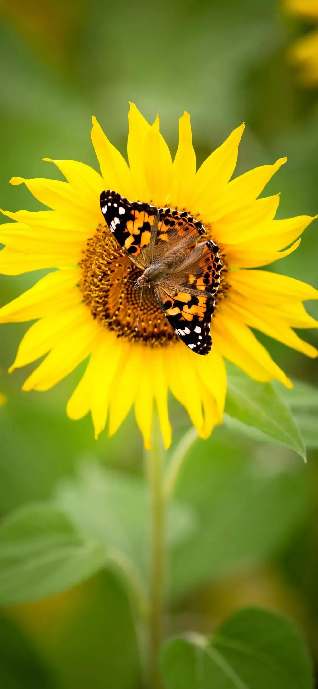 歼20高清壁纸4k全屏无水印,精选壁纸高清无水印高级感