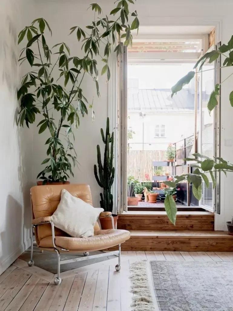 客厅实用盆栽植物有哪些,客厅一般放什么植物盆栽比较好