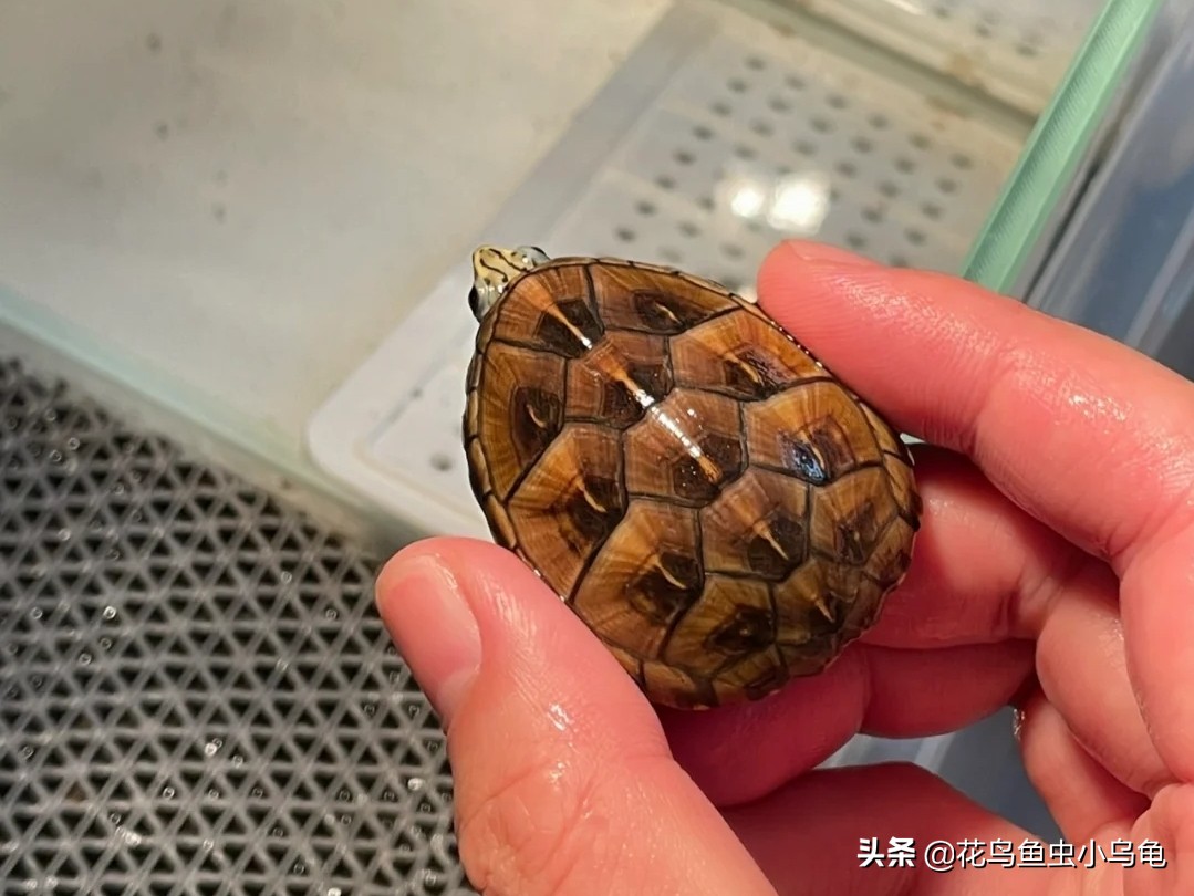 果核龟和果盔龟区别,果核泥龟世界上最小的乌龟
