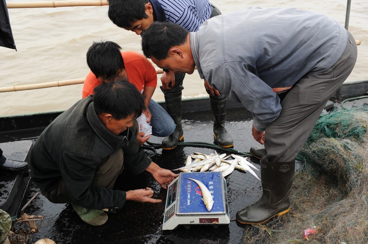 重庆“鱼坑”变鱼库,父子日捞1000斤赚12万!长江禁渔是救命草?