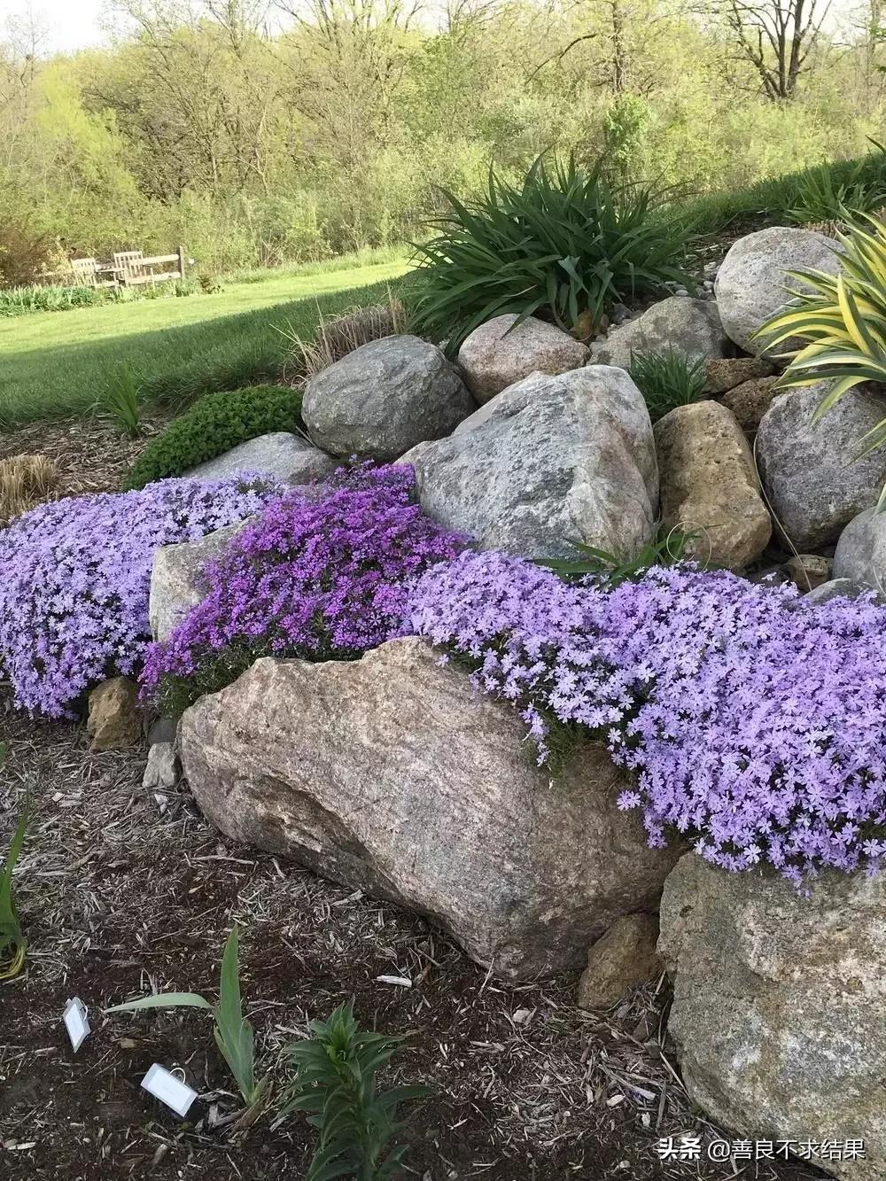好看的地被植物,超实用的地被植物干货值得收藏