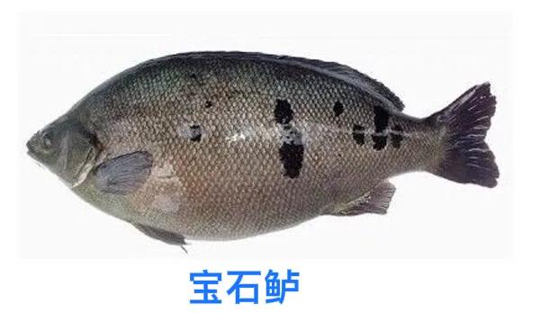 澳洲金鲈鱼,澳洲银鲈鱼好吃吗