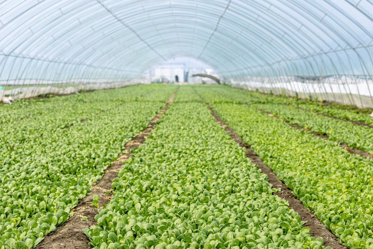 农村改厕项目的建议,适合农村发展的小项目