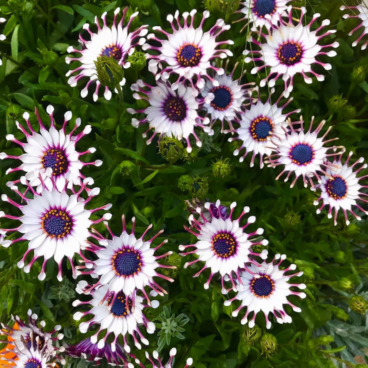 花园里的月季花竞相开放,花园里有7盆月季30盆菊花