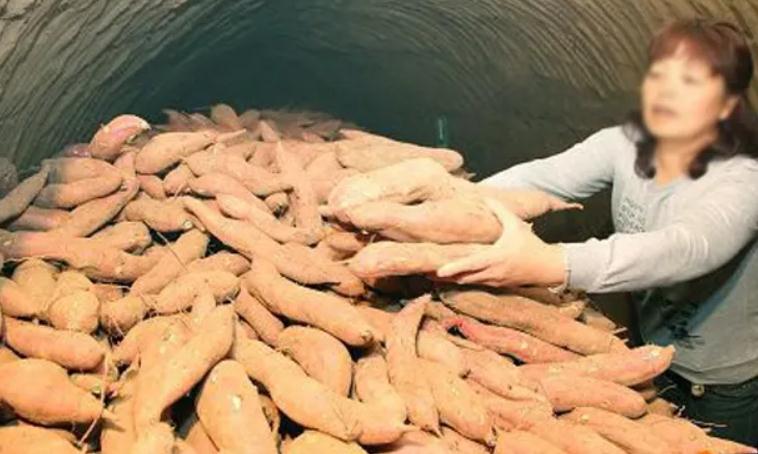 烤红薯怎样保存时间长,怎样保存烤红薯