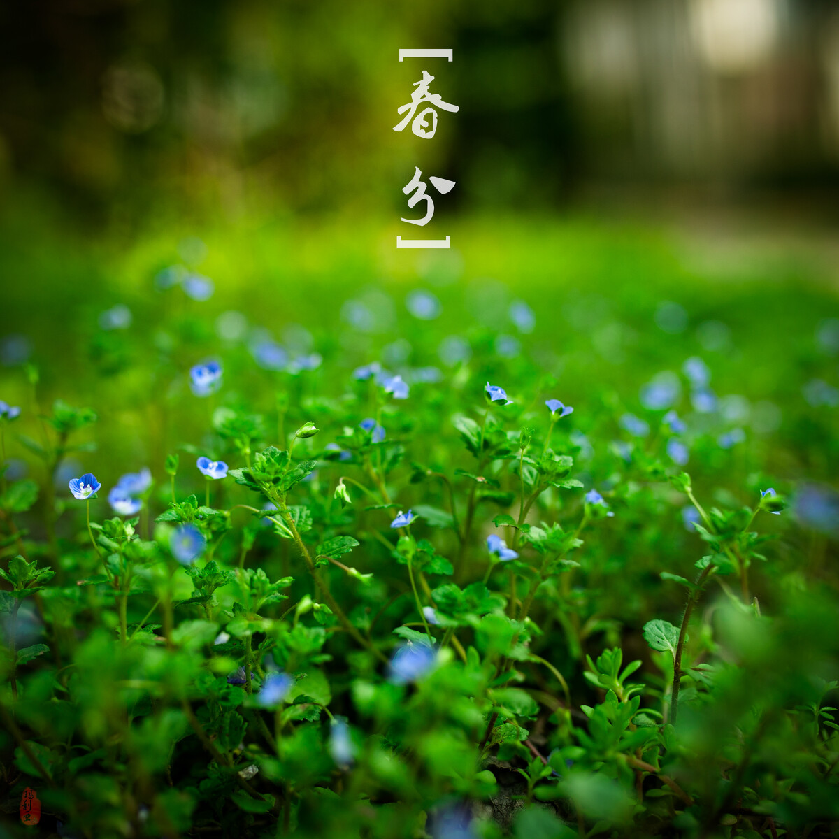 今日春分注意点啥,春分忌日习俗什么时候开始的