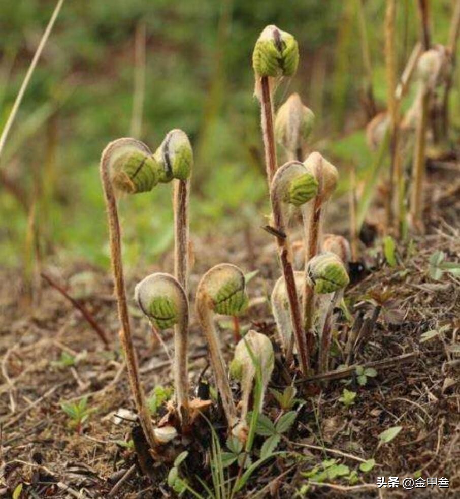 正宗老东北美食,二十多年的老东北美食