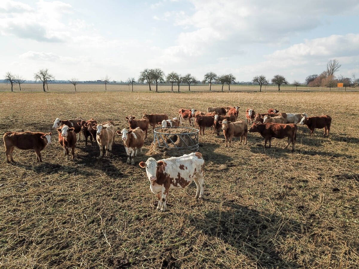 西门塔尔牛价最新行情,肉牛西门塔尔牛价格