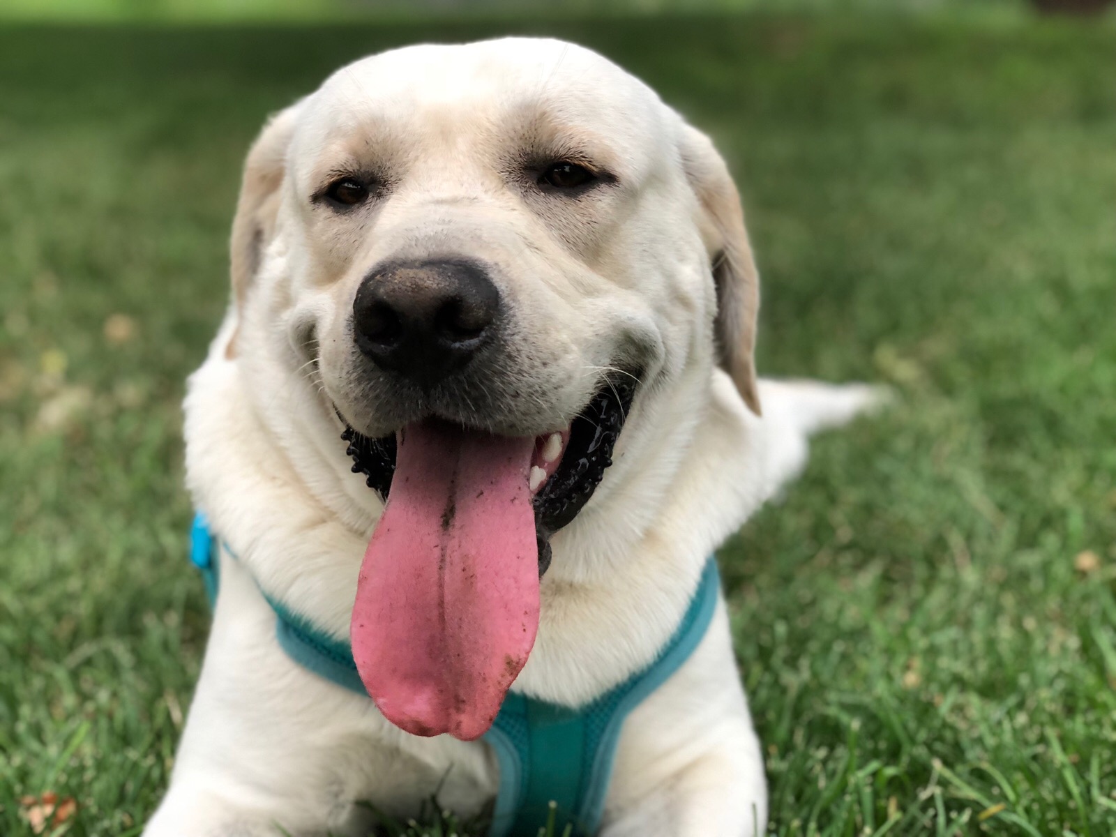 拉布拉多怎么越养越瘦了,自己养的拉布拉多骨架小偏瘦