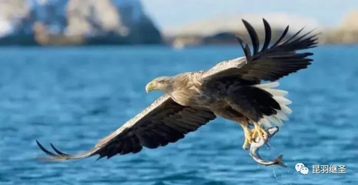 剥掉伪国学的画皮,扒一扒西方历史