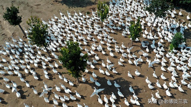 农村现在养鹅怎么赚钱,养鹅养殖利润与成本