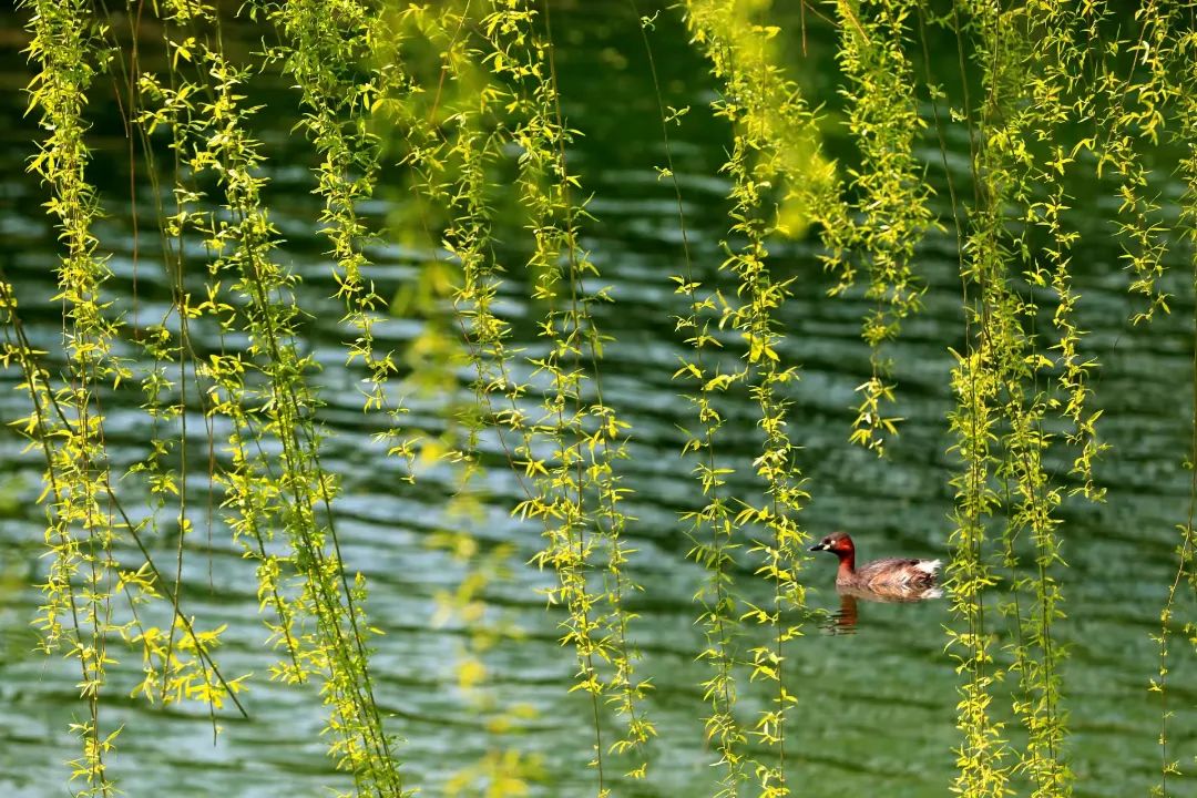 蓝天净土碧水,蓝天碧水净土昆明