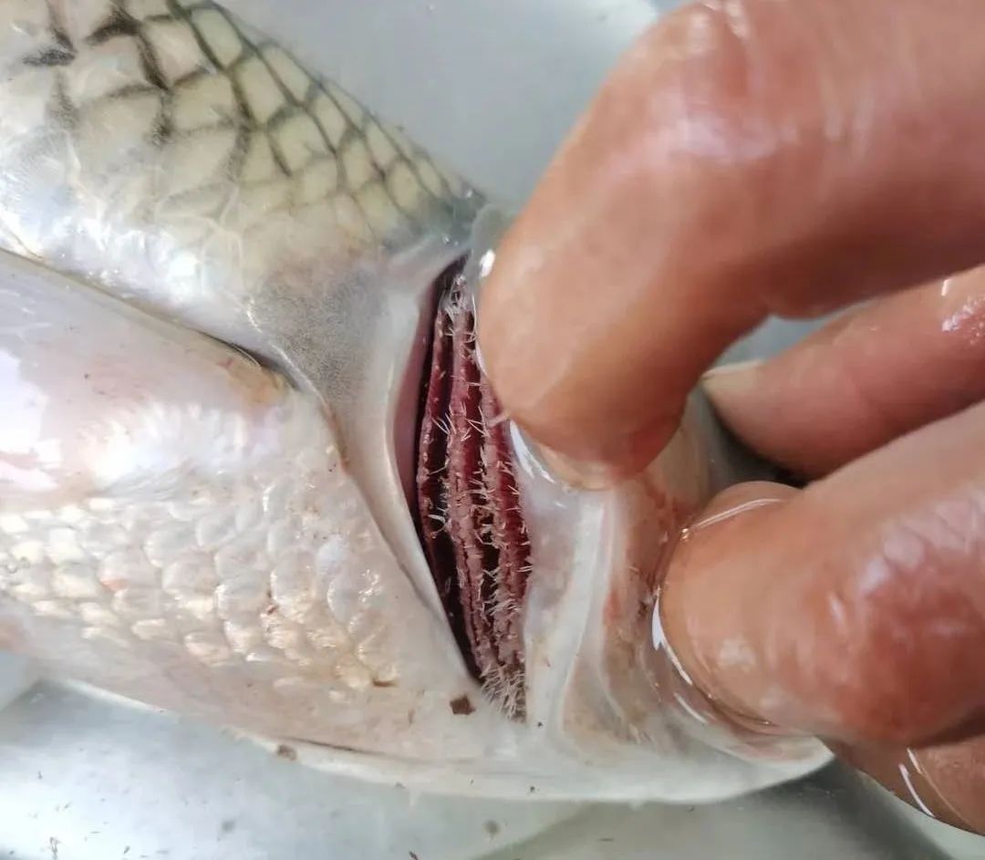 鱼身上长锚头鳋虫图片,锚头鳋孢子虫