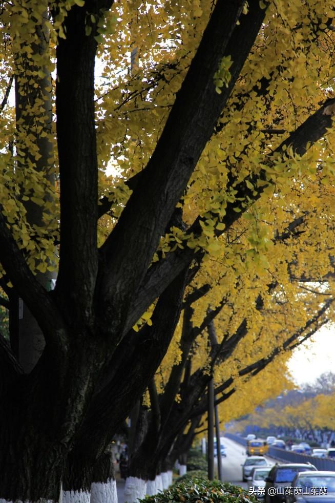 芜湖旅游攻略教堂,芜湖鸠兹风景区