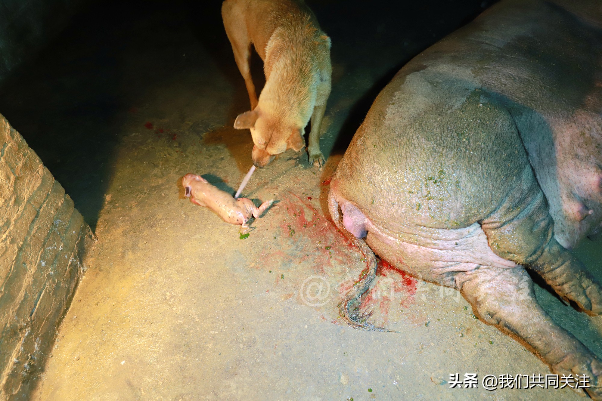 中华田园犬人工繁殖,中华田园犬遇到人类幼崽