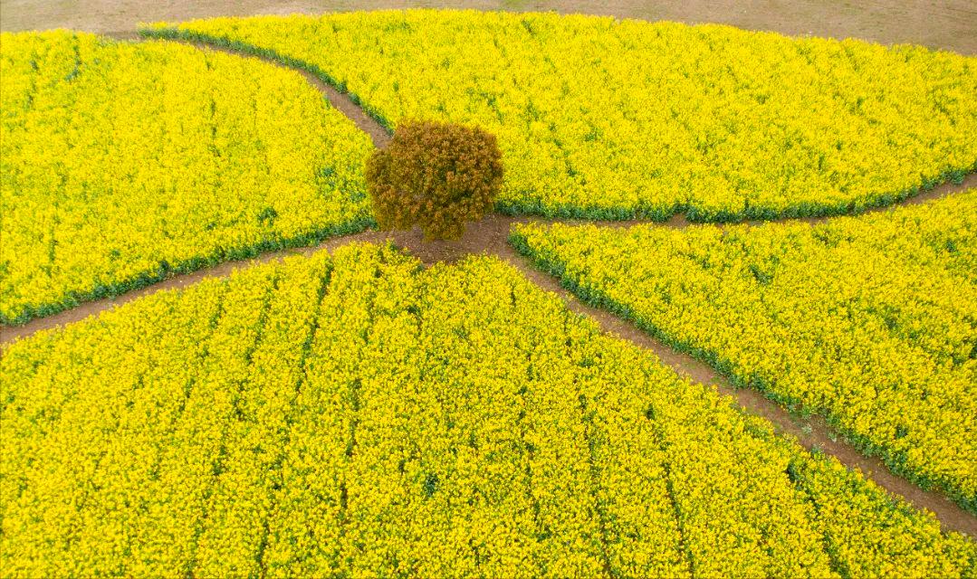 最美婺源油菜花跟风来一下,苏州自驾到婺源看油菜花的地方