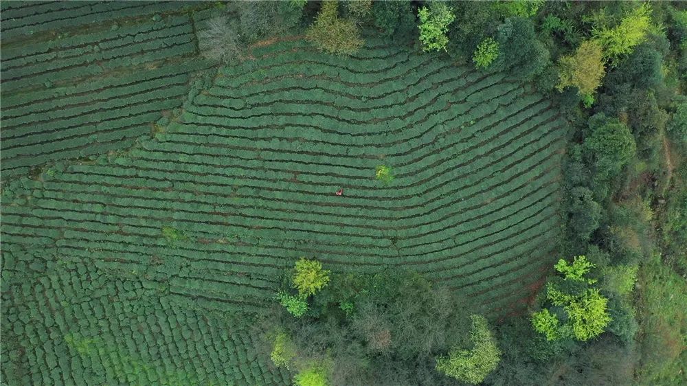 非遗奇遇记端午赛龙舟,端午节赛龙舟比较有特色文艺活动