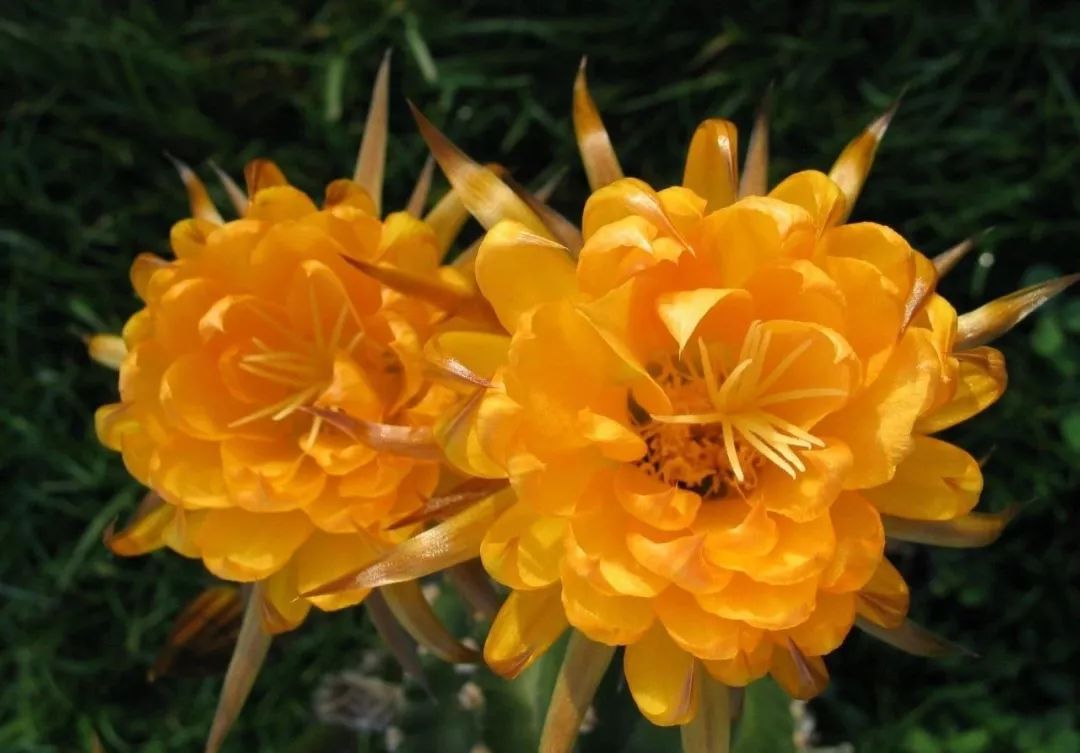 200种·仙人球开花图鉴，大开眼界，美到爆