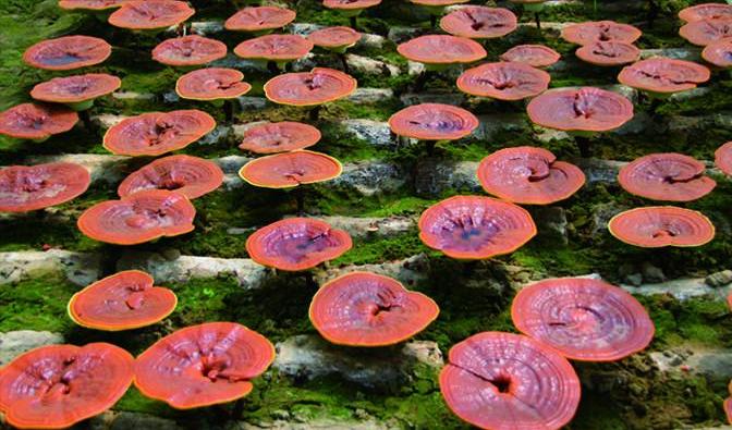 灵芝野生的好还是种植的好啊,野生灵芝品种哪些药用价值好