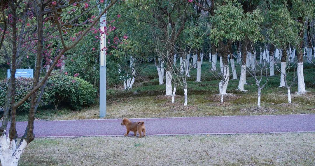 必去的苏州十大最美园林,来苏州必逛的四大园林