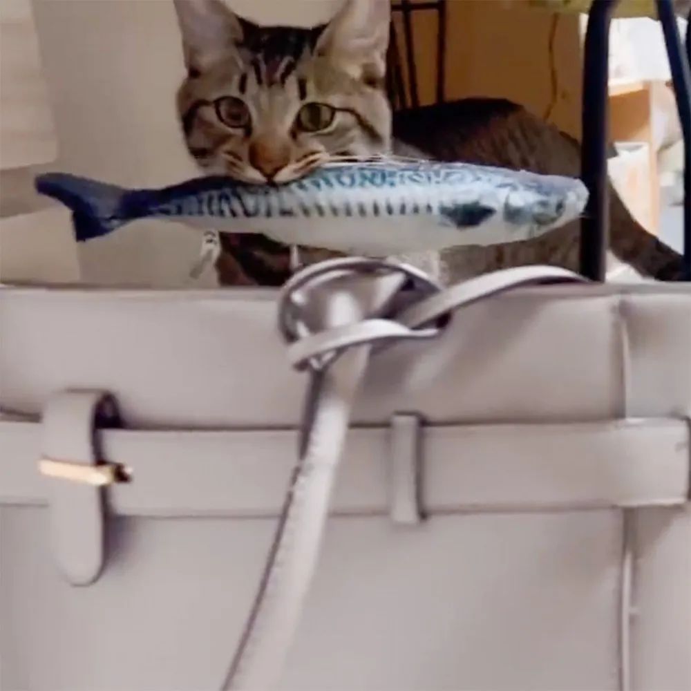 上班看到的可爱小猫,猫咪看到主人拿到自己的玩偶无语