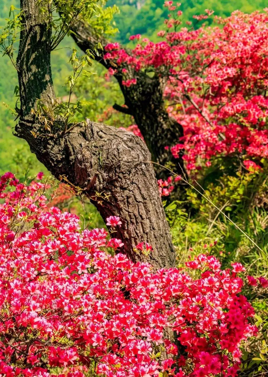 汝阳县行政村名（社区）你知道几个