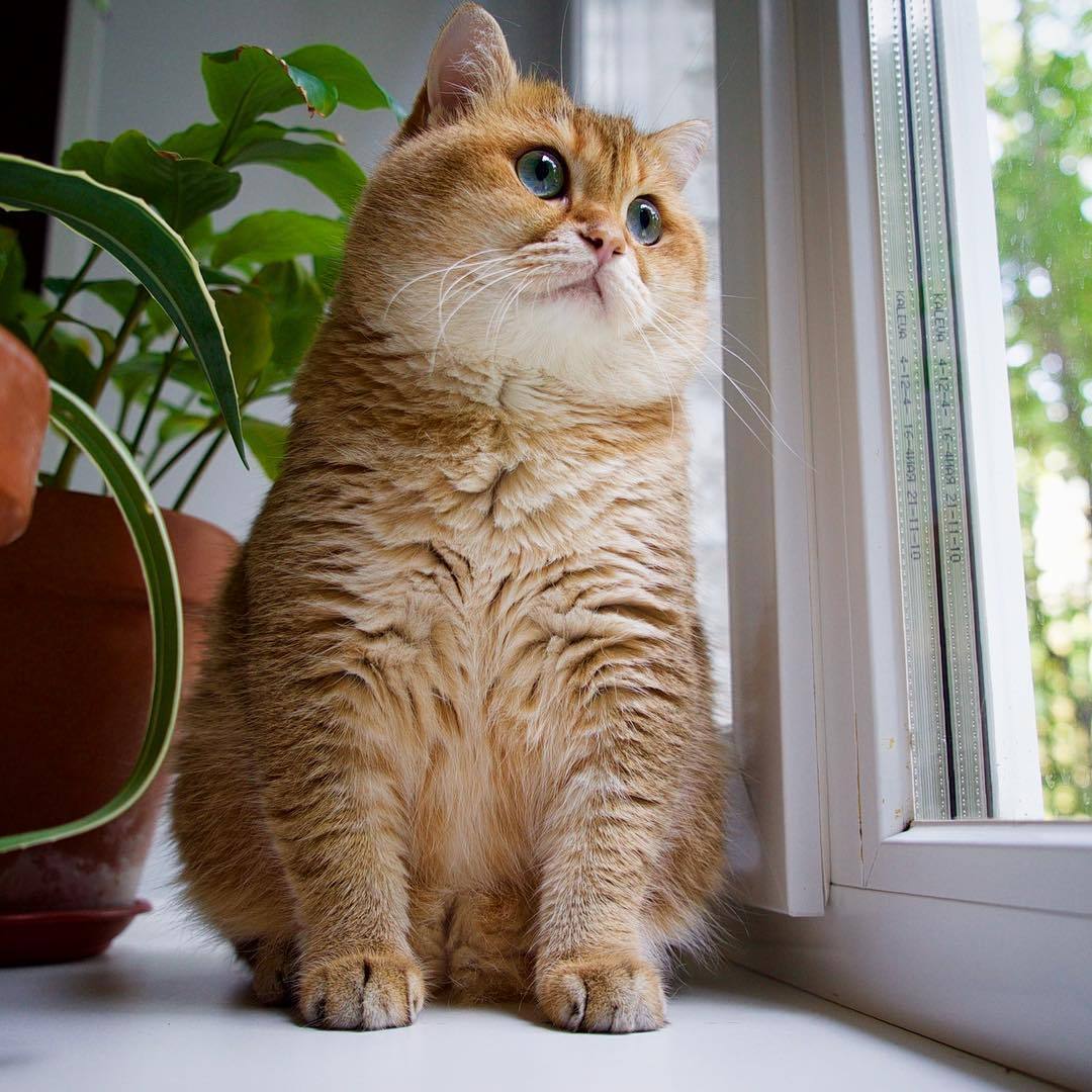 给不听话猫咪剪指甲的正确姿势,如何正确帮猫咪剪指甲学到了