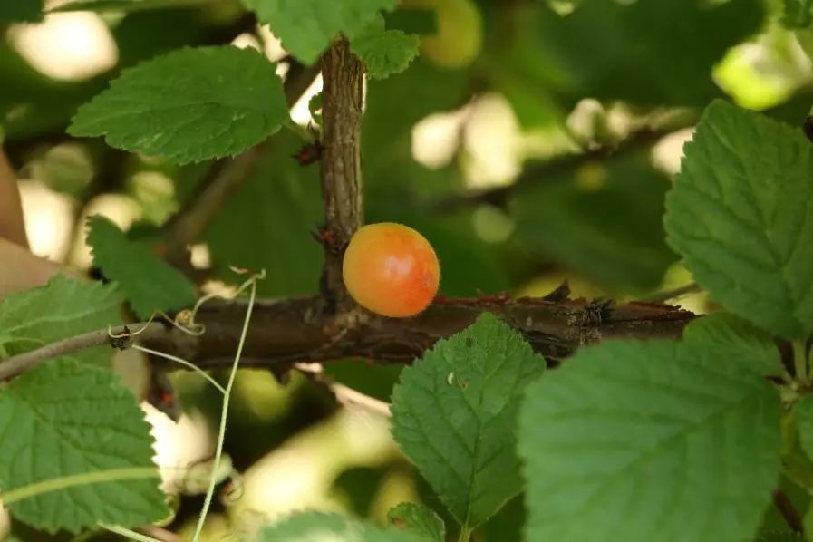 樱桃会有农药吗,大樱桃是打了农药才那么大的吗