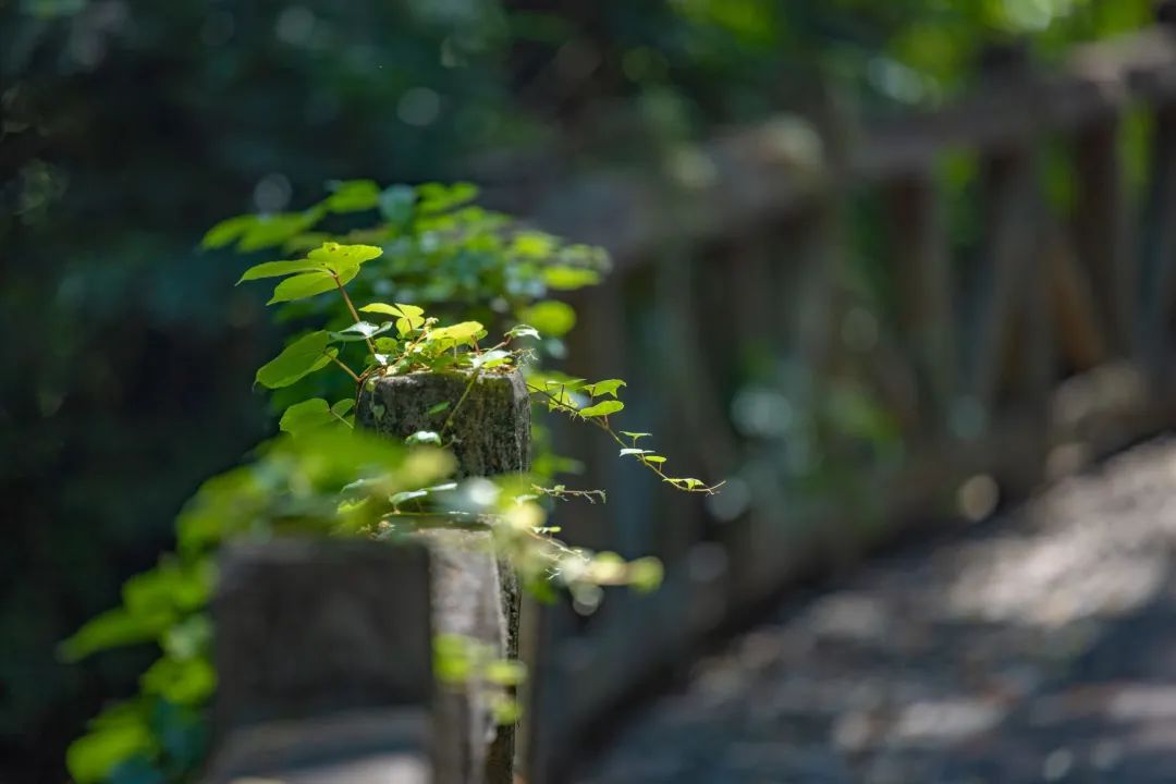 深圳凤凰山有条绿道叫什么,深圳凤凰山绿道旅游攻略