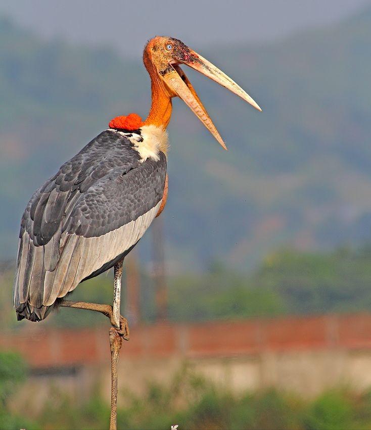 消失40多年的超丑大鸟现身大理，传说能克死皇帝？如今超受欢迎！