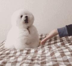 奉劝新手养狗别选这6种狗狗,这些养狗狗的诀窍你一定要知道