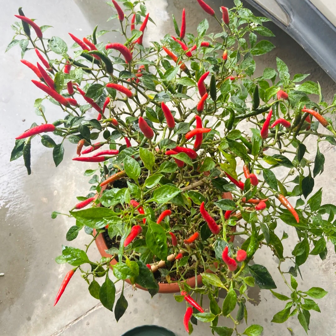 阳台上可以种什么蔬果,阳台上适合种的蔬果