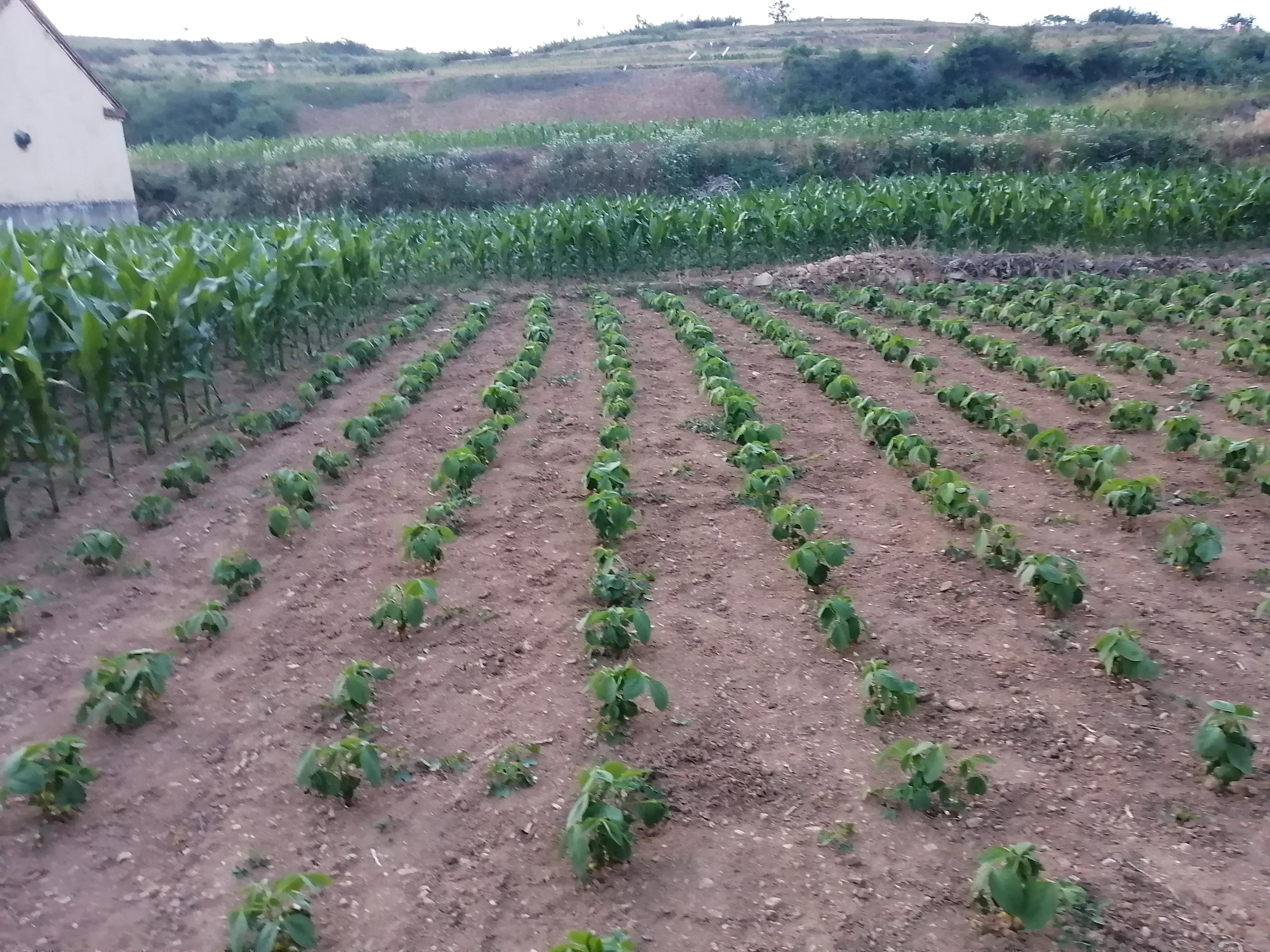 傍晚的乡村,傍晚的乡村如诗如画