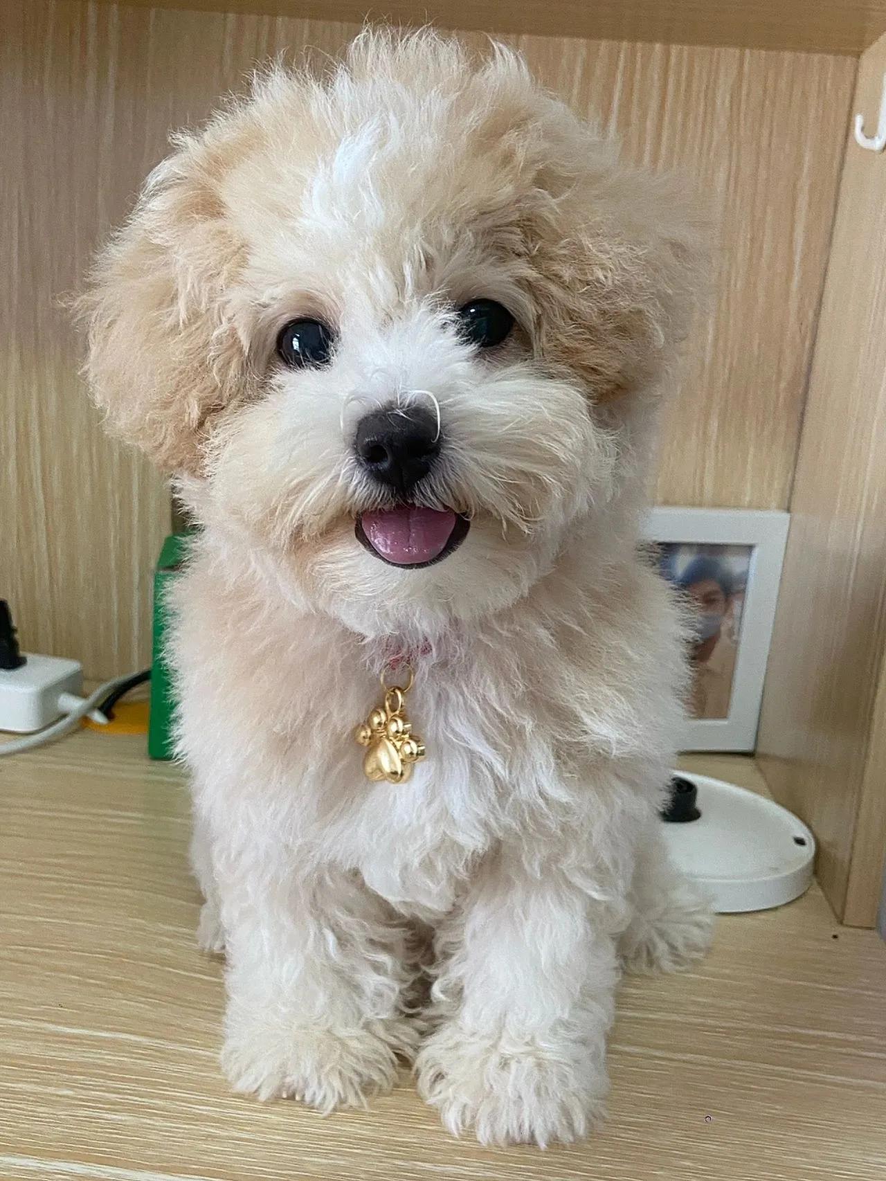 世界上最可爱的10种狗狗排名,世界上最可爱的10种狗狗