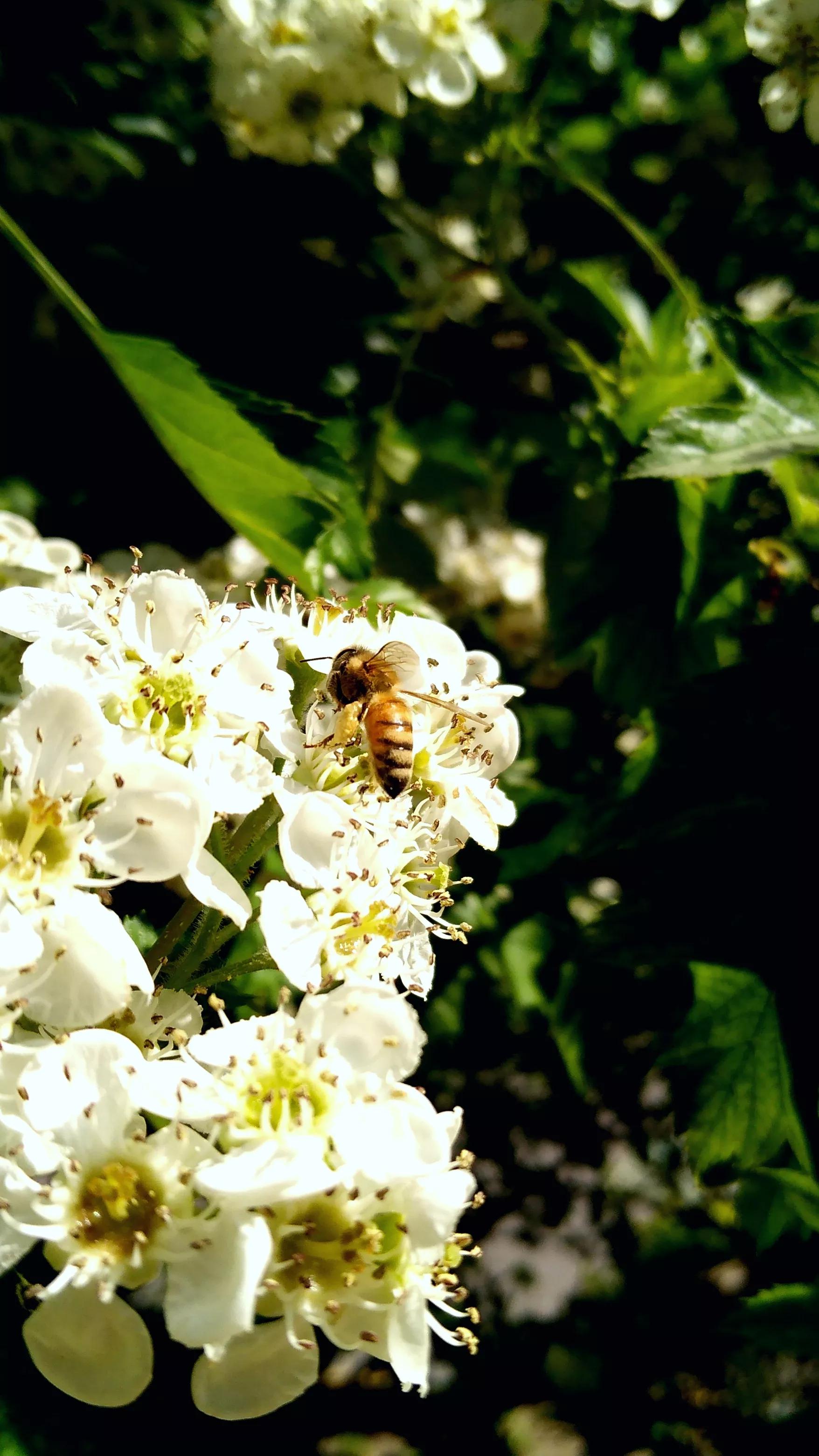 小小蜜蜂采蜜忙,小蜜蜂采蜜忙下一句