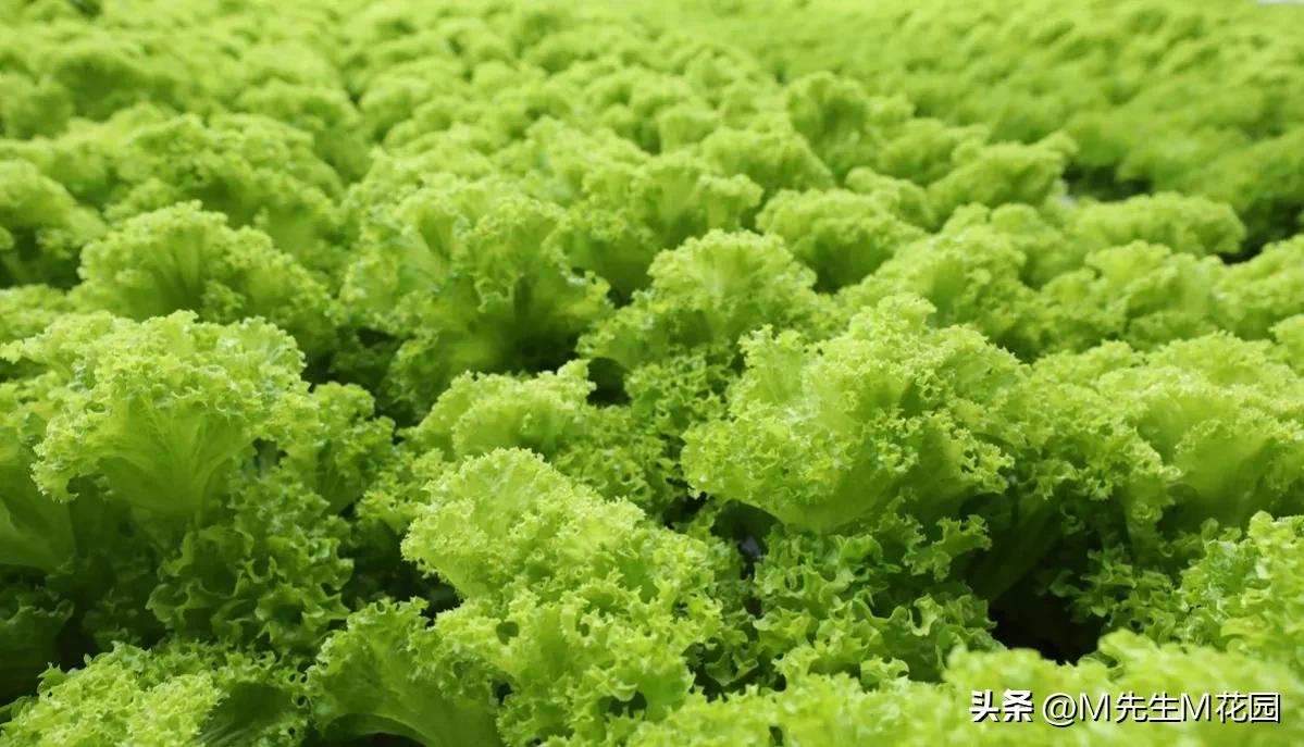 各种不同的蔬菜水果,不同颜色的蔬菜水果