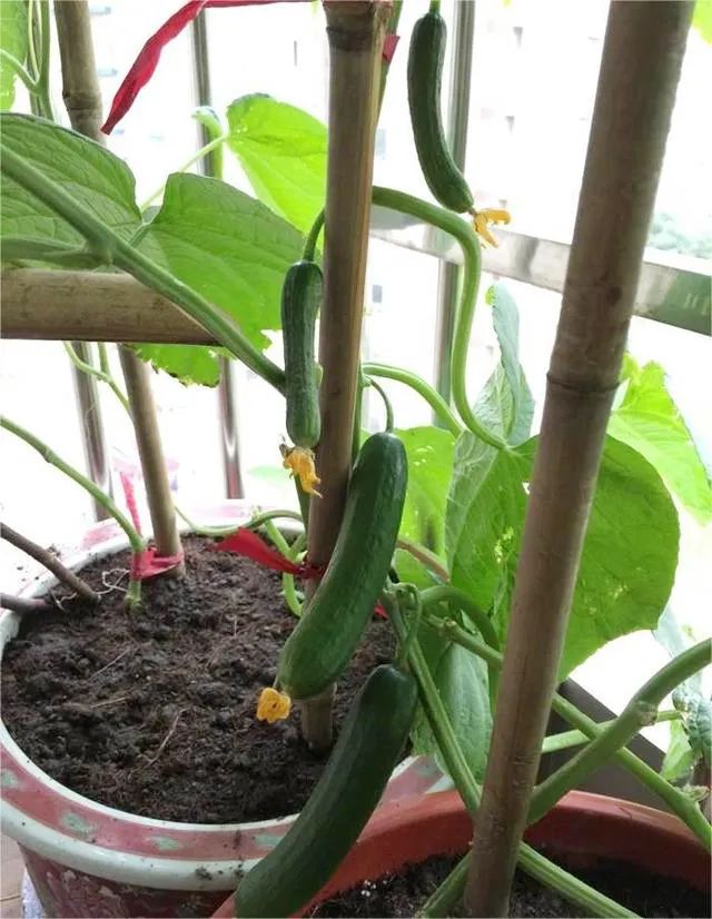 种的小黄瓜长势喜人,家庭观赏可爱小黄瓜种植