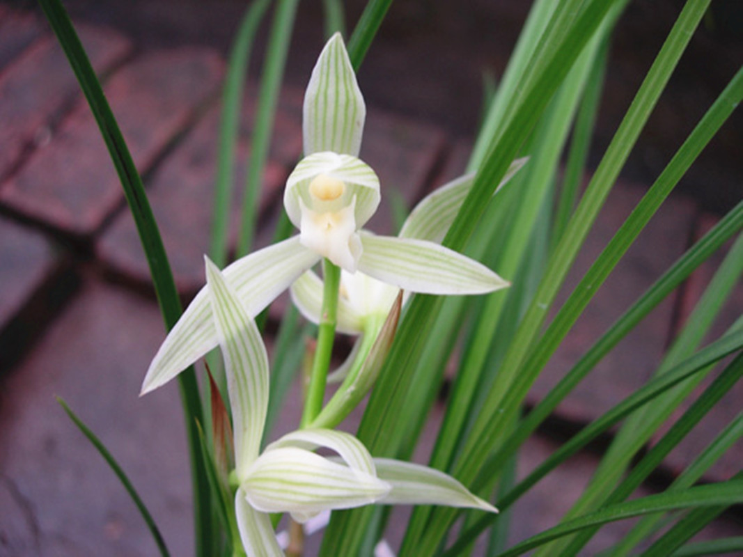 它是兰花界的“正统”！被誉为云南草王，现跌落神坛，后悔养少了