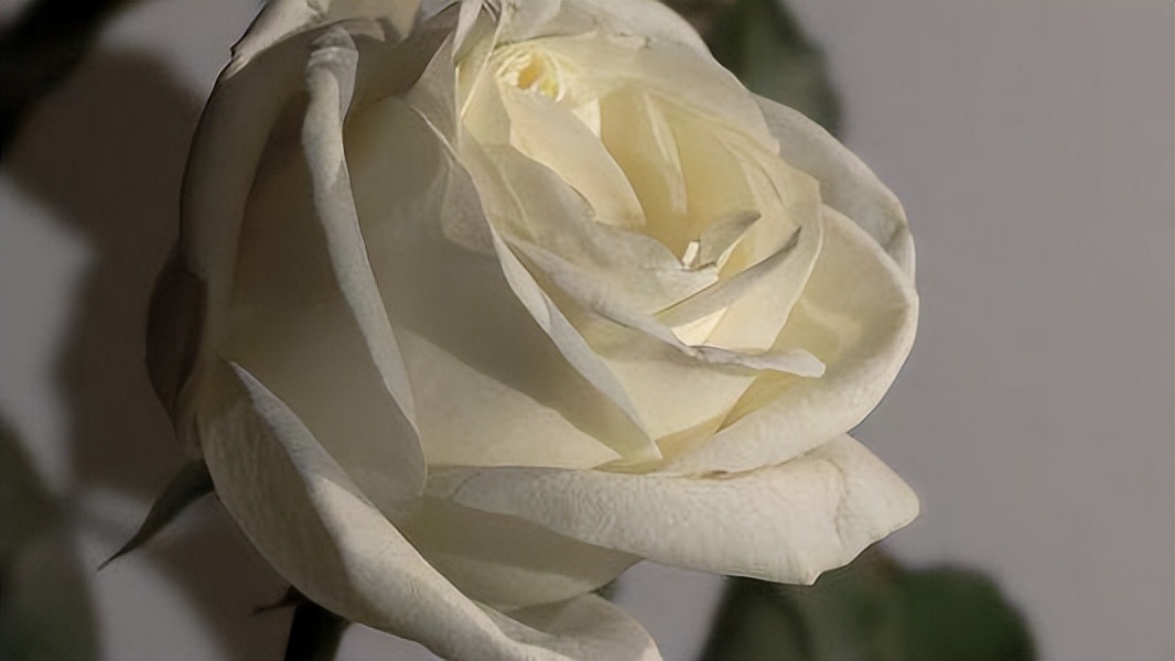 送朋友情人节花语大全,红色康乃馨情人节花语