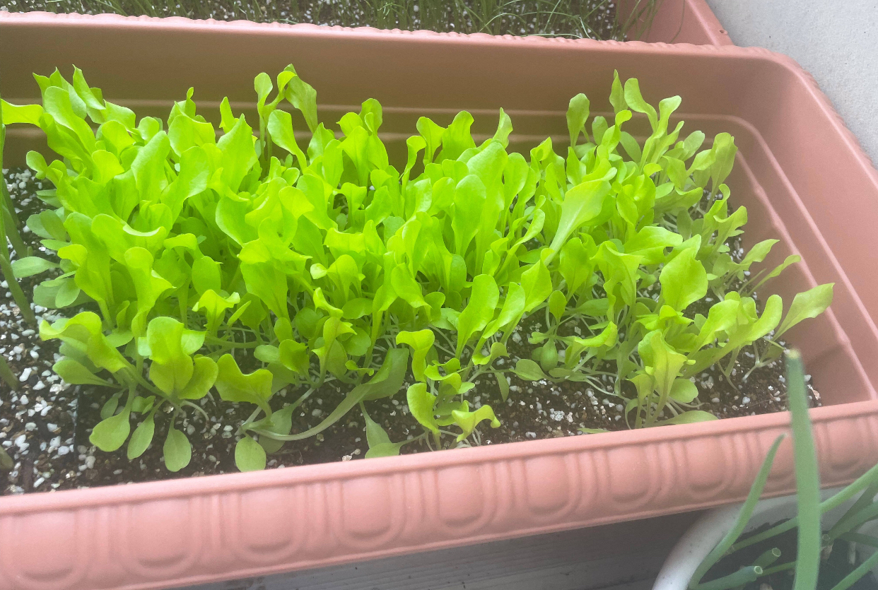 3种蔬菜,种快速生长的青菜的方法和步骤